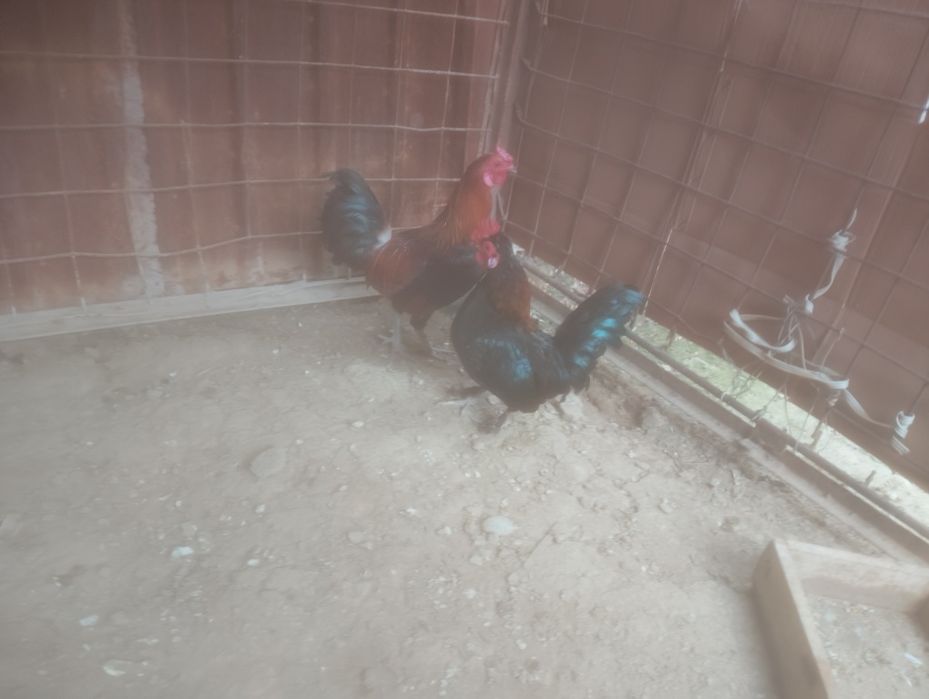 Продаётся японские