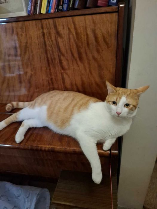 Рижаво коте търси своя дом за винаги