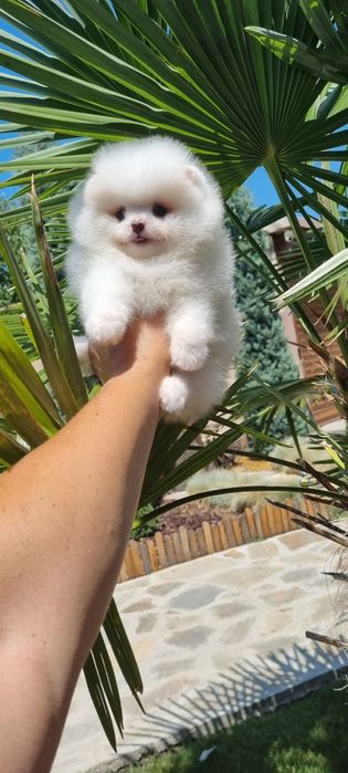 Мини померан померанче