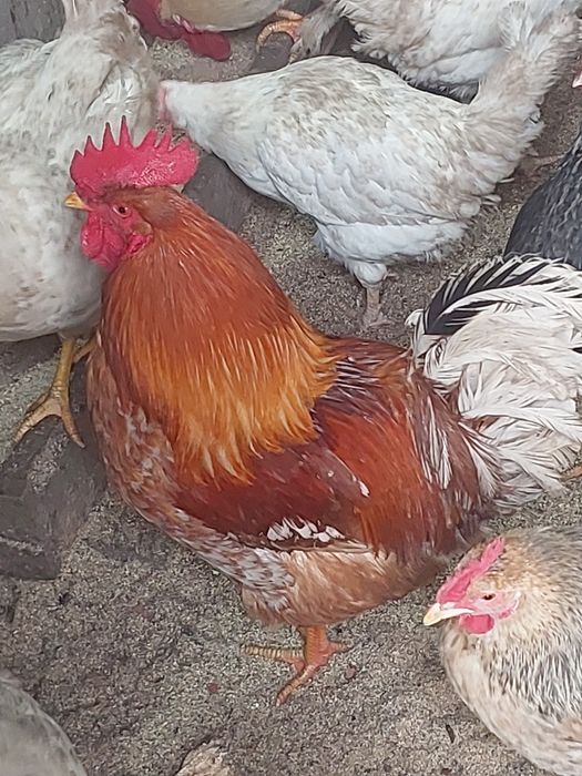 Продам домашние петух