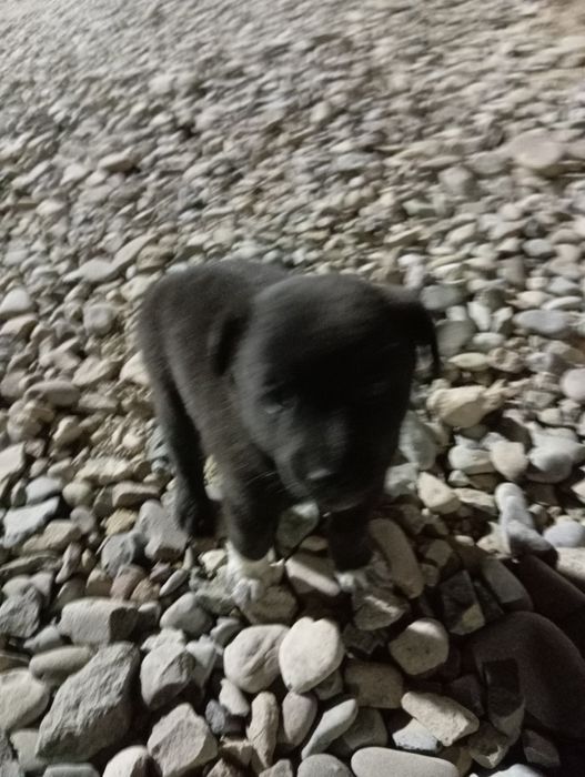 Ит сатылады ұрғашы