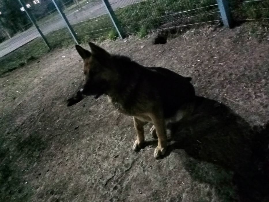 Немецкая овчарка вязка