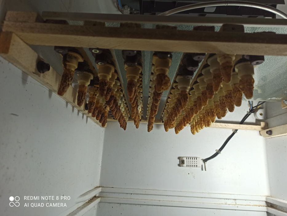 Matci Carpatine-2026-(se emite documente PNS)