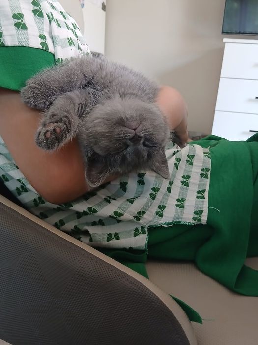 Продам британку котенок