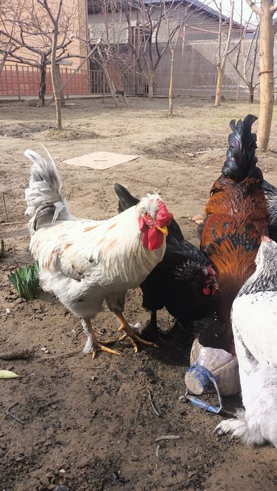 Қораздар сатылады!!!