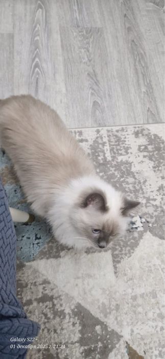 Отдам хорошие руки