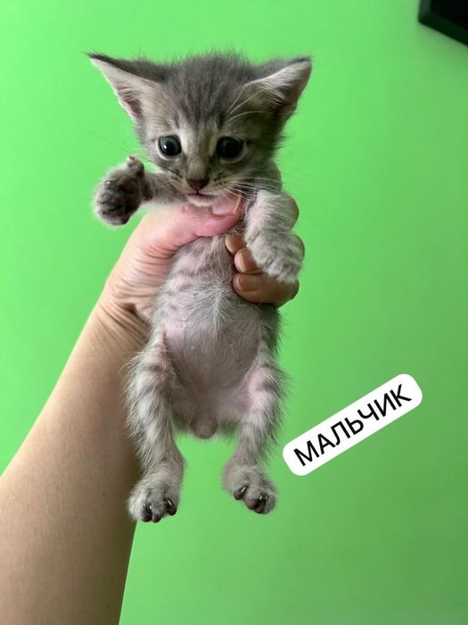 Бесплатно котята в добрые руки