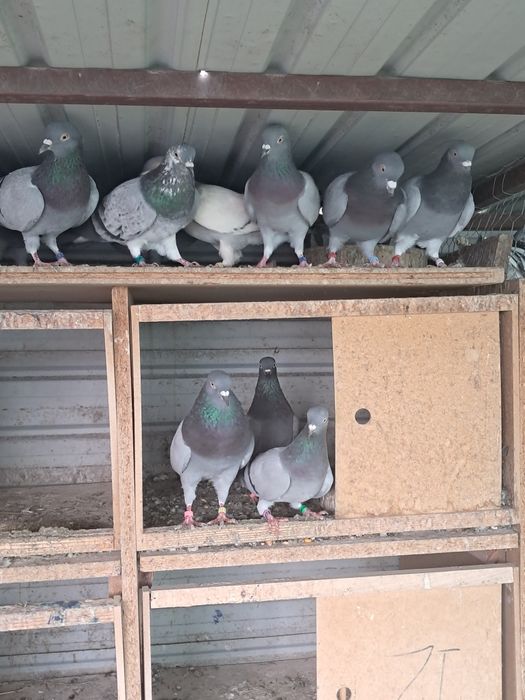 Vand porumbei ciungi si tipler englez