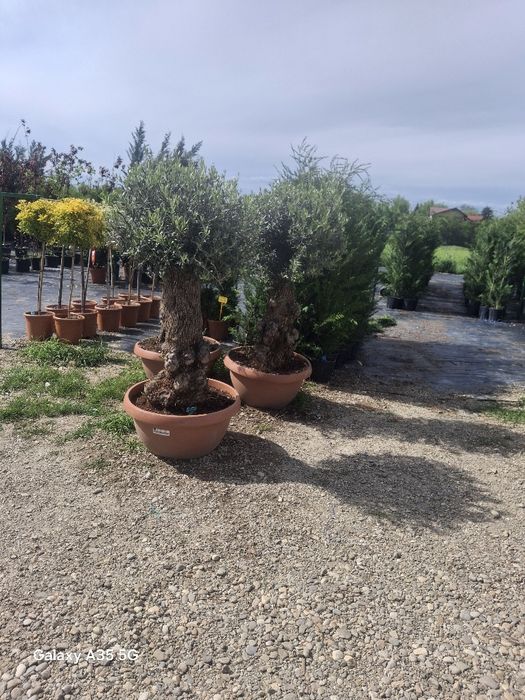 Vând plante ornamentale și livrez