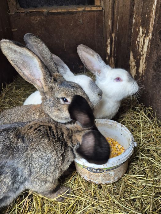 Iepuri de  casa 1 an jumătate