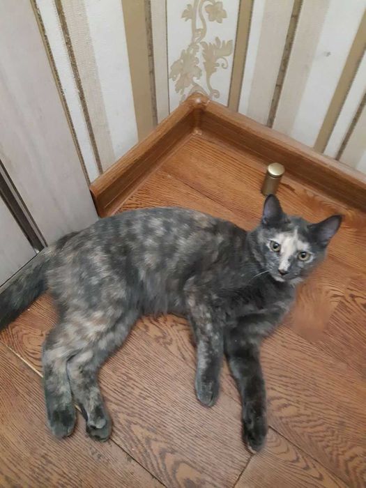 Бесплатно умные умеющие говорит и лечить кошки