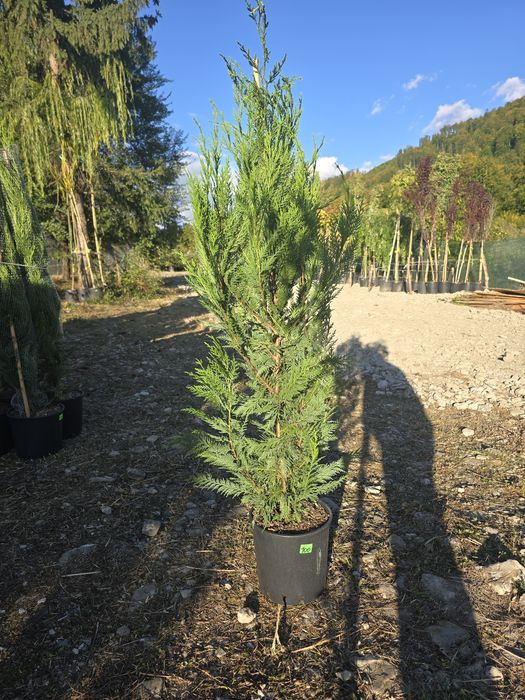 Leylandii chiparos