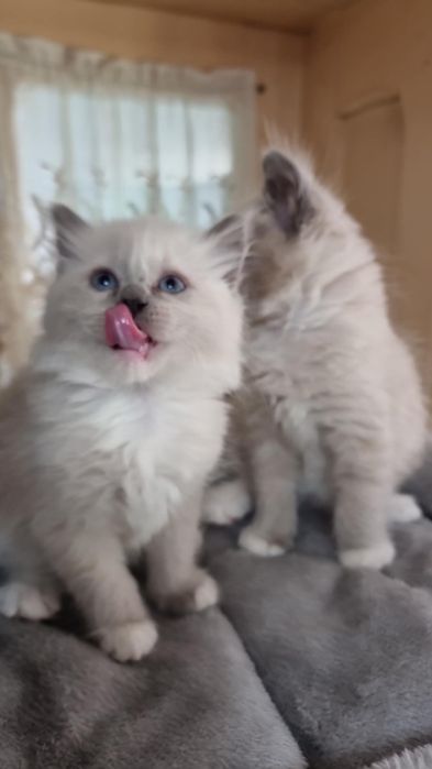 Fetița ragdoll disponibilă