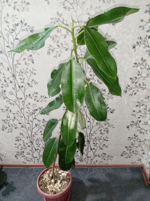 Fikus gullari uy va ishxona uchun