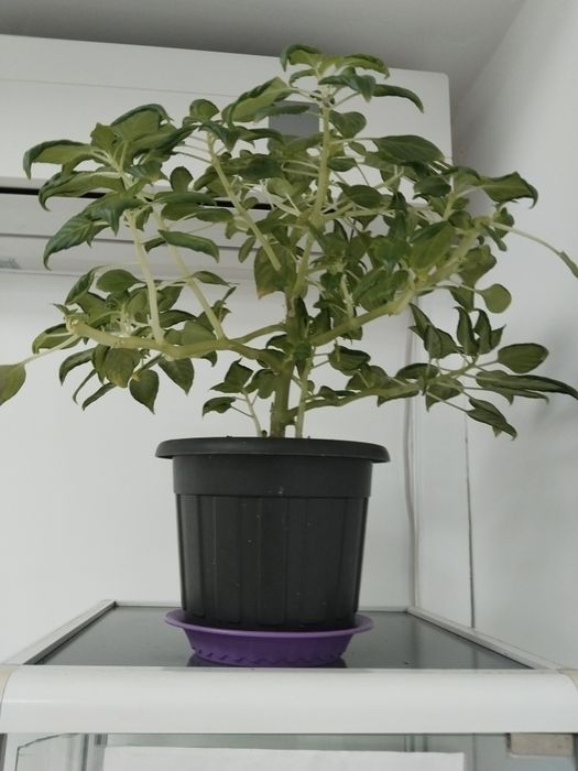 Комнатные цветы  продам