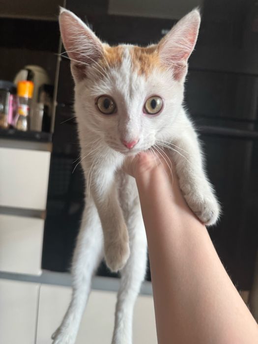 Котенок в добрые руки