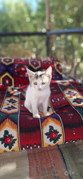 Yaxshi boqadon qizlara bariladi.