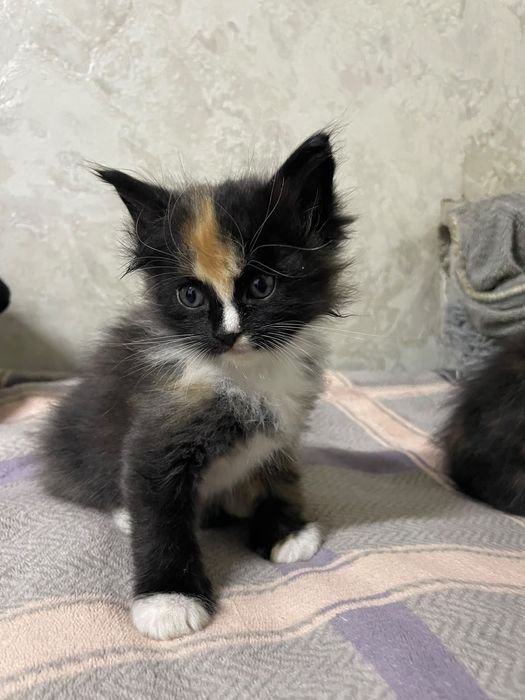Отдам котят в хорошие руки
