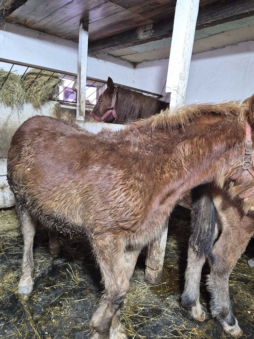 De vanzare, manza, 6 luni