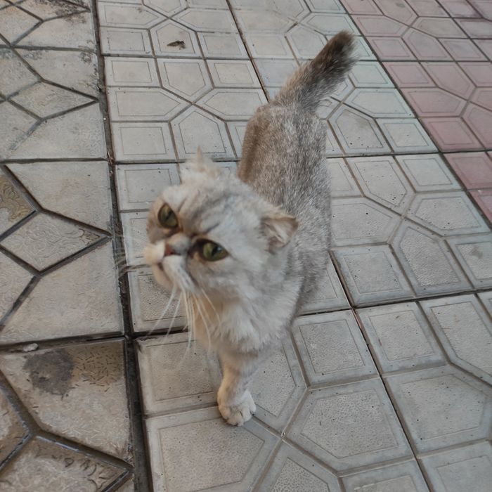 Scottish fold sotiladi