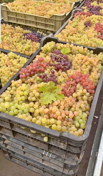 Struguri pentru vin diverse soiuri