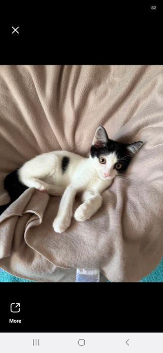Котенце на 2 месеца и половина