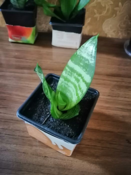 Продам щучий хвост