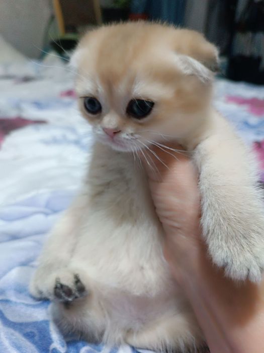 Продаются котята