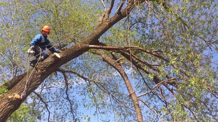 Спил распил деревьев обрезка плодовых деревьев