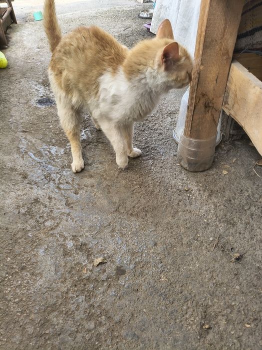 Adopție pisica portocalie
