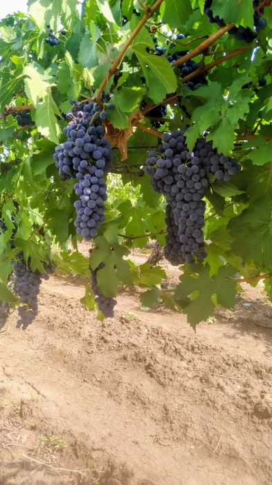 Продавам винено грозде, сорт "Мерло "