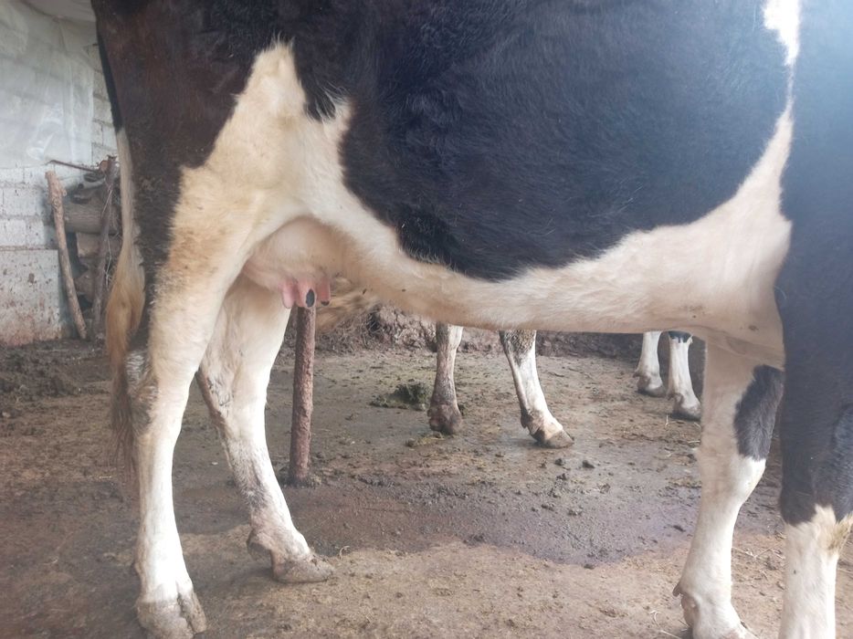 Сигир сотилади, боласи билан