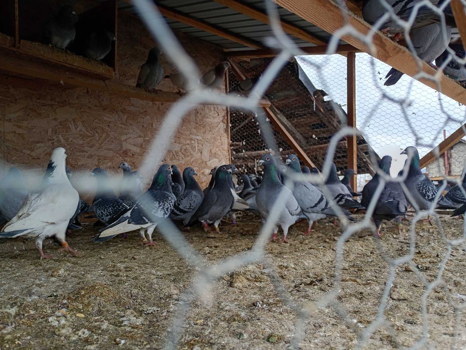 De vânzare  porumbeii voiajori