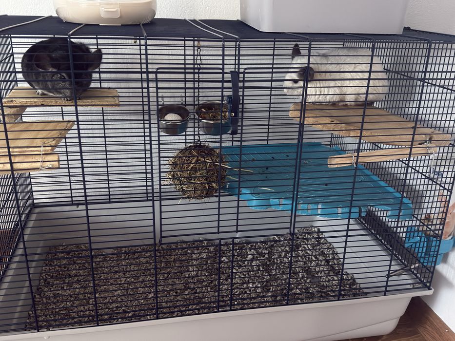 Vand pereche chinchile