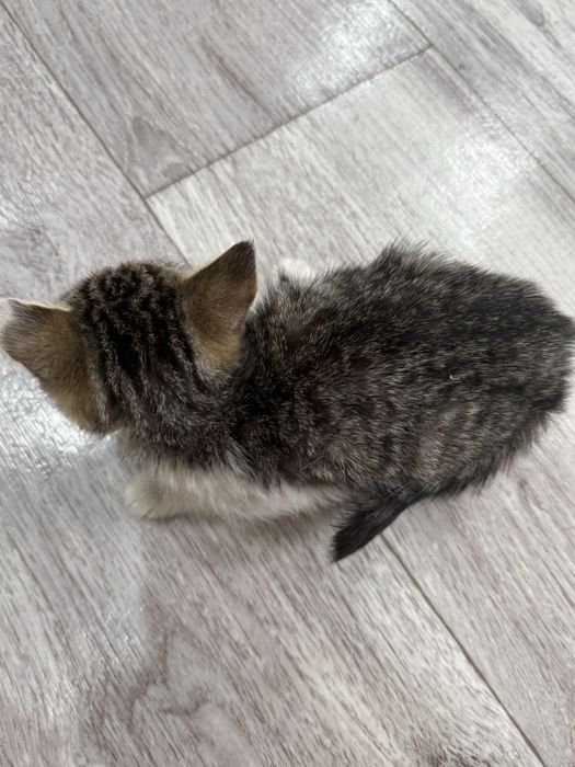 Котенок девочка