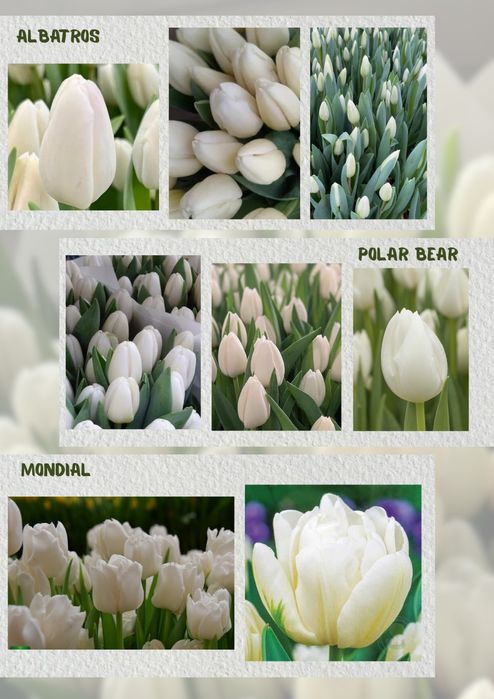 Тюльпаны к 8 марта !