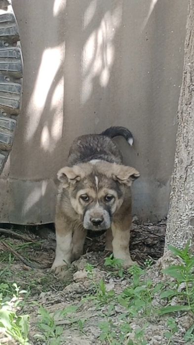 Кушиктер ургашы сатлады