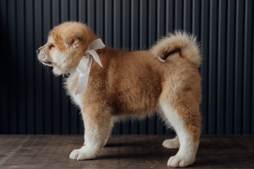 Щенки Акита Ину (Хатико)