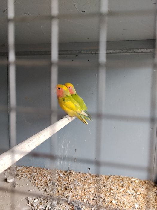 Nerzluchniki sotiladi