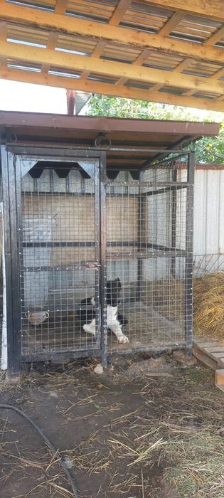 Продам валеер мощный полтора на полтора