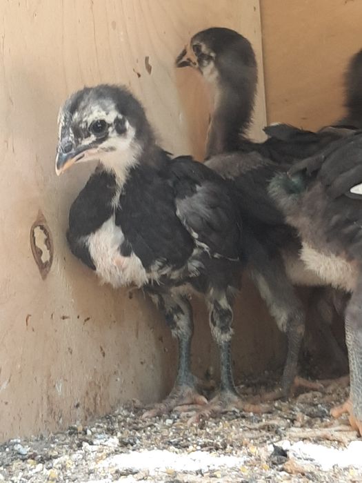 Гигант Кора шахзода тухум ва жужаларига заказ оламиз