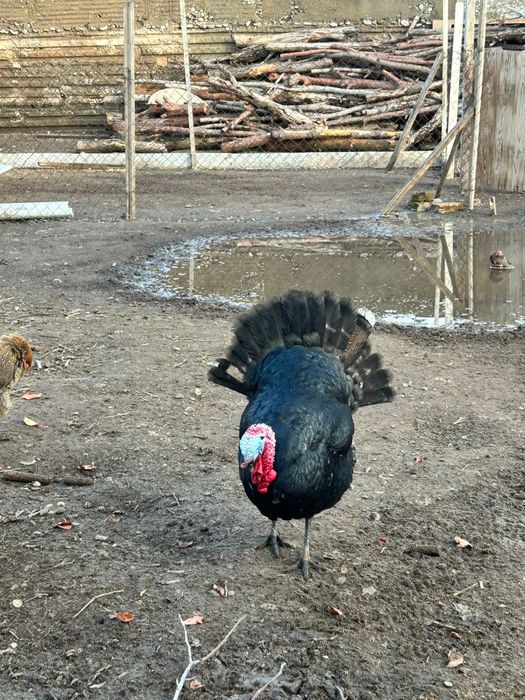 Индюки продам срочна