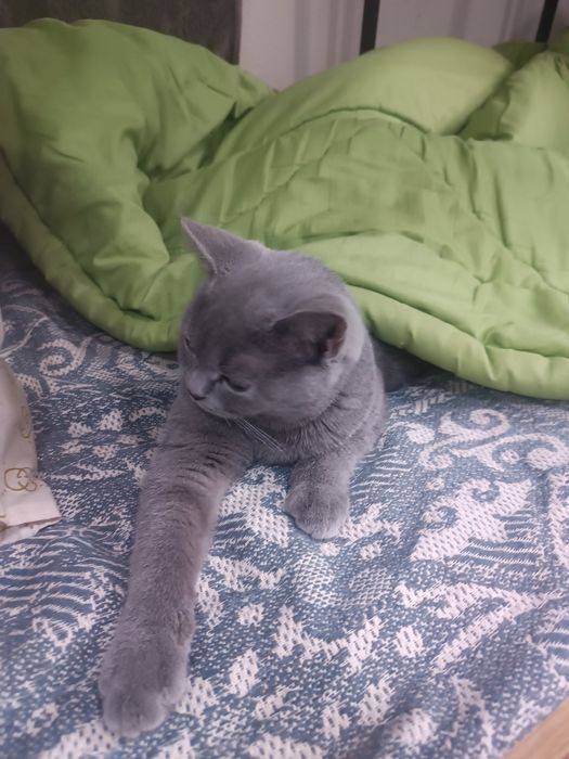 Britaniya zotdor mushugi 6 oylik