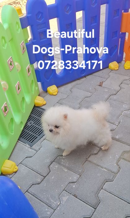 Mascul Pomeranian