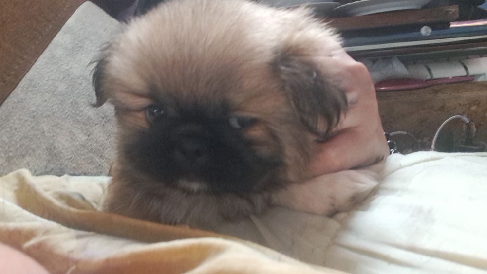 Щенки пекинесы. МАЛЬЧИКИ.