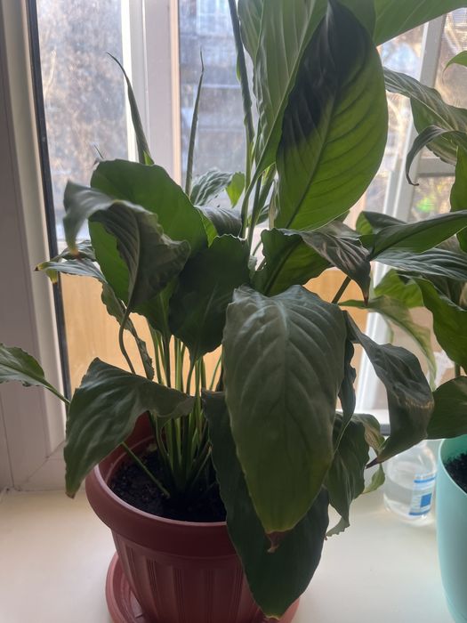 Продам Спатифиллум (женское счастье)