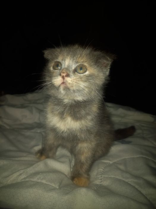 Отдам котят 1,5 месяца