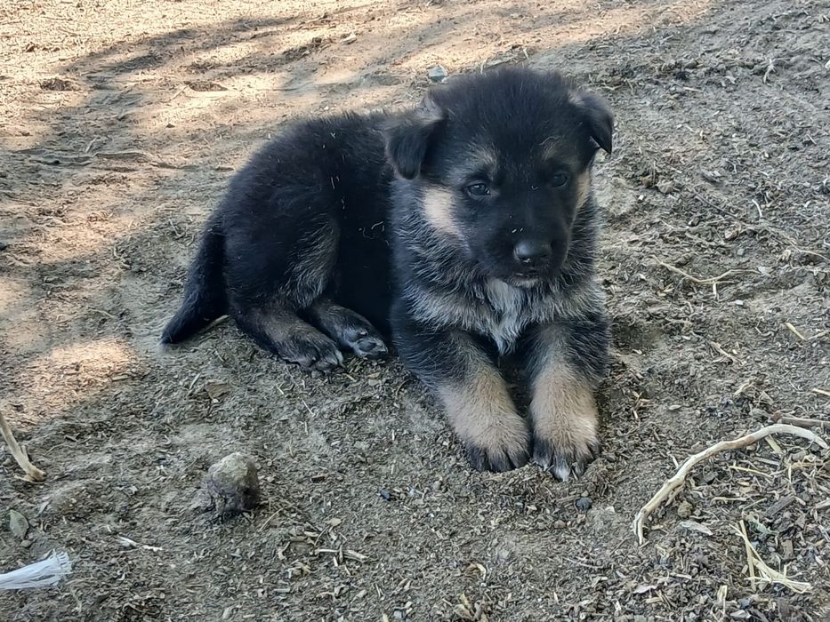 Продам щенят немецкой овчарки