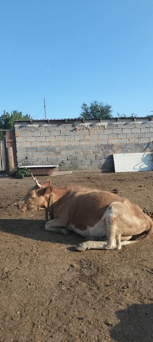 продается коровы с телятами