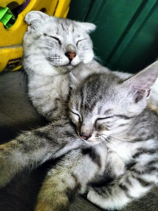 Отдам котенка БЕСПЛАТНО